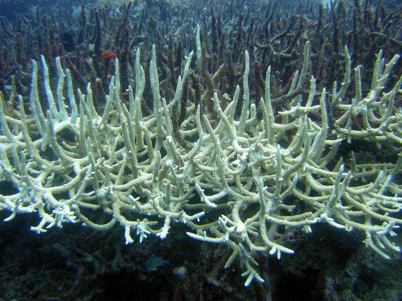 Bleached Staghorn corals are found in the Great Barrier Reef.