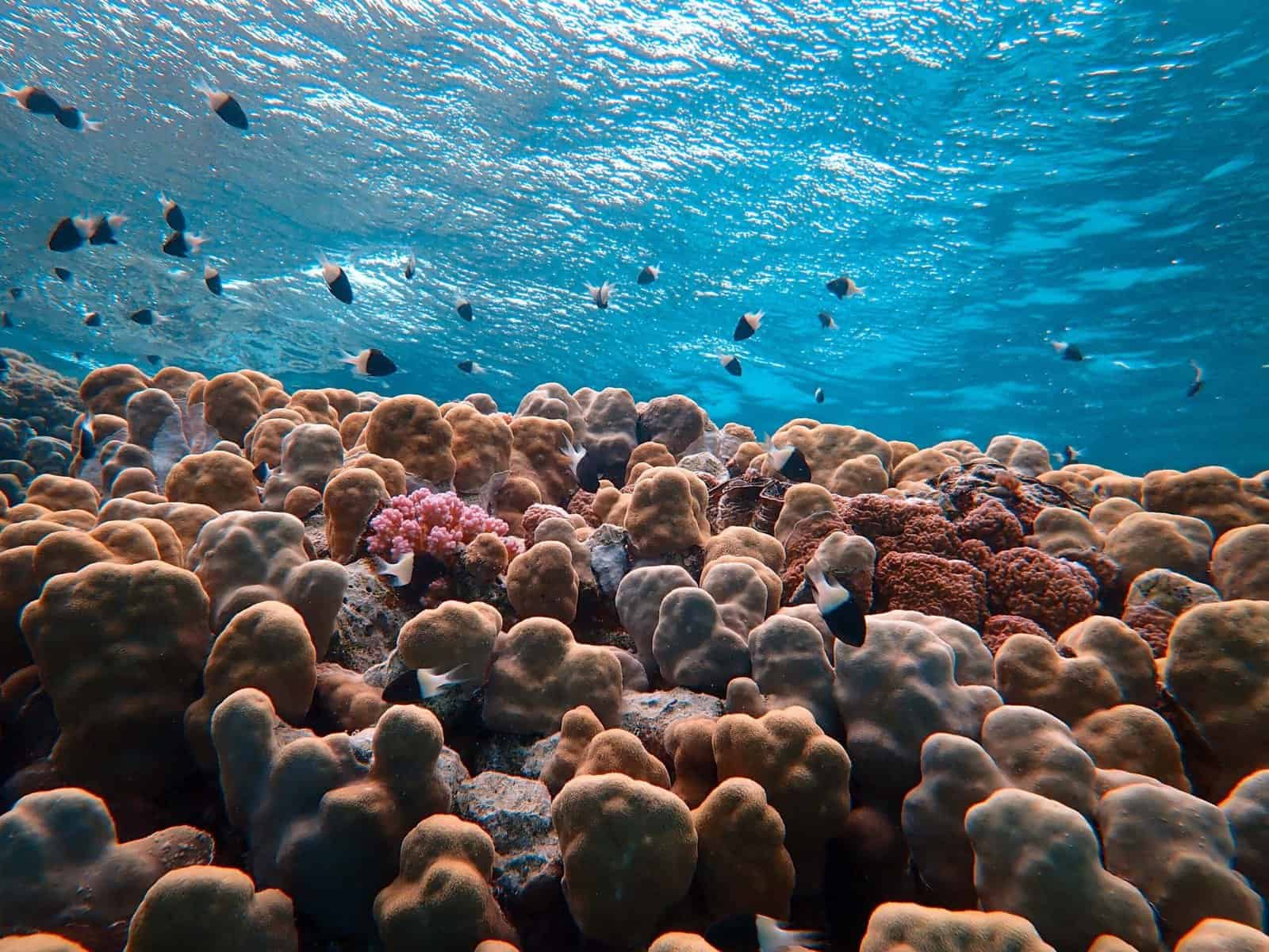 Underwater sea view of marine life in Great Barrier Reef