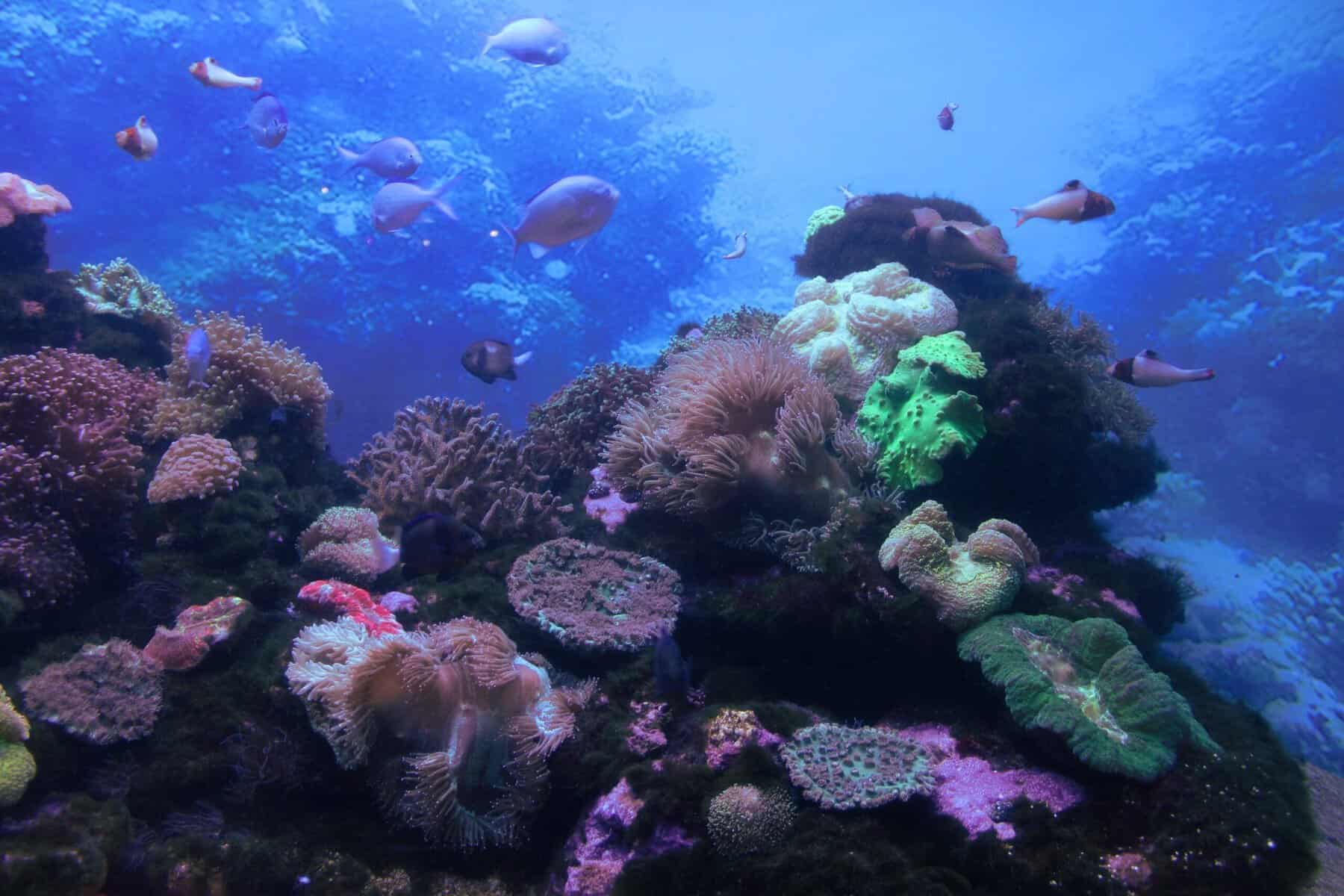 The colorful underwater scenes of Great Barrier Reef