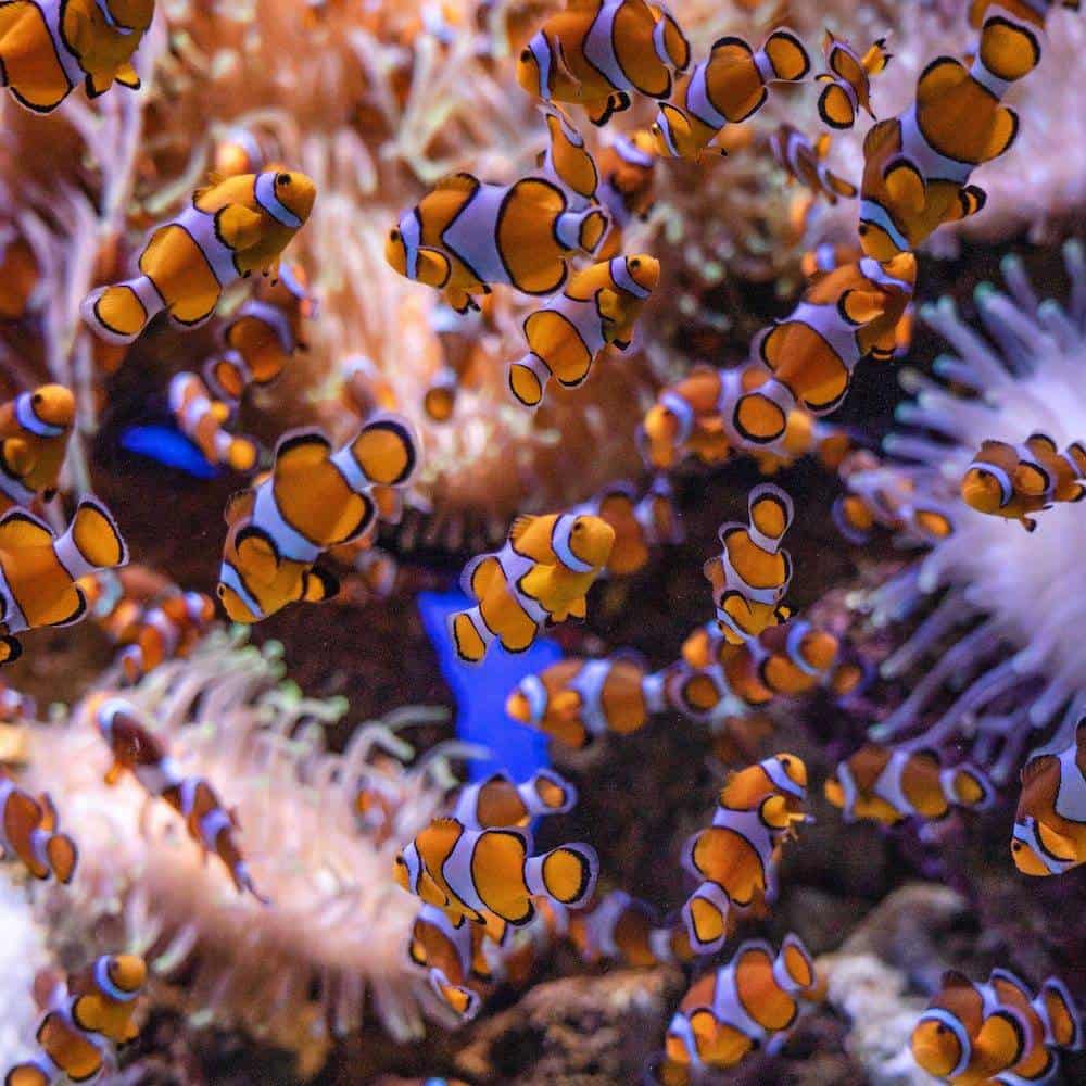 Clown Fish (Nemo) in the Great Barrier Reef
