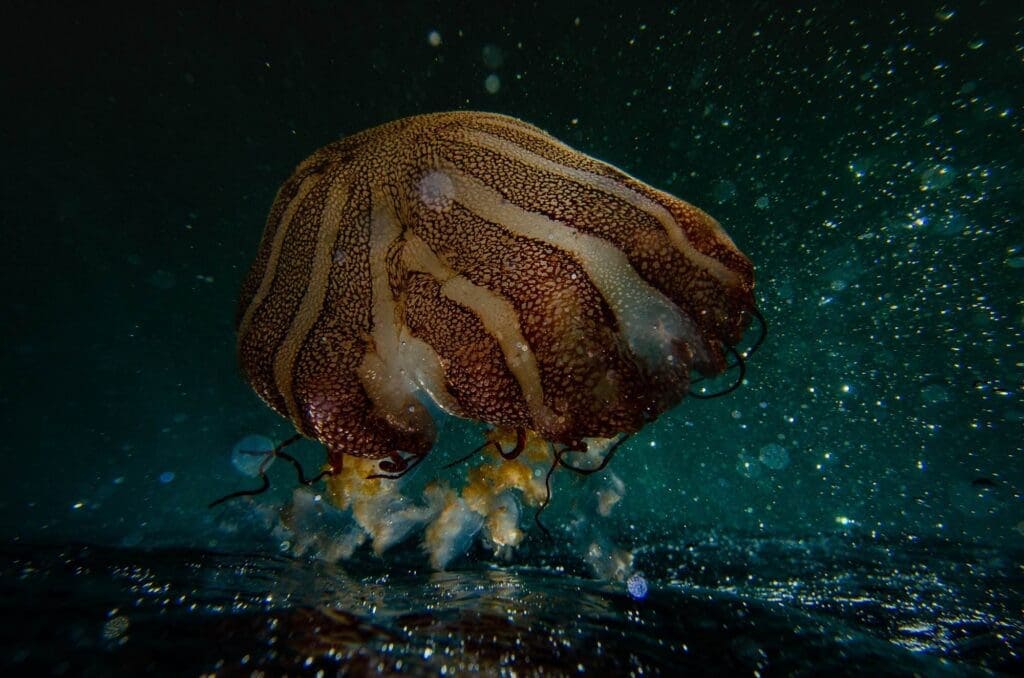 Animals in Deep Ocean